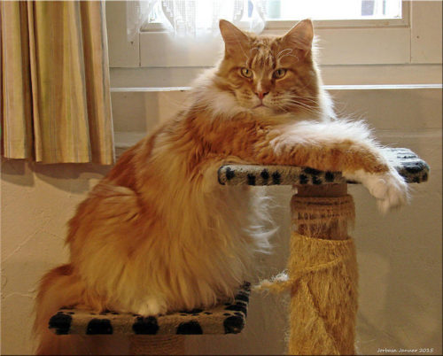 7 Things Only Maine Coon Cat Owners Understand