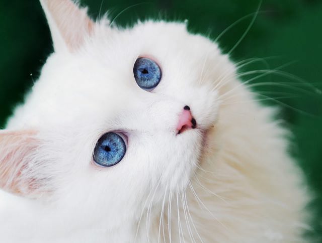 This Cat Has The Most Stunningly Beautiful Blue Eyes You Have Ever Seen!