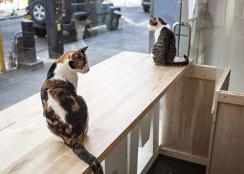 Meow Parlour Launches World’s First Cat Fan Club!