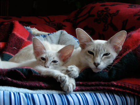 Javanesecats