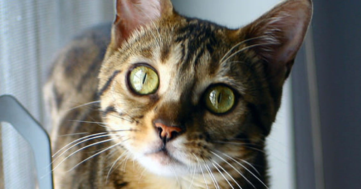 7 Things Only Bengal Cat Owners Understand