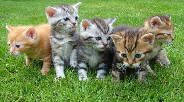 kittens-555822_640