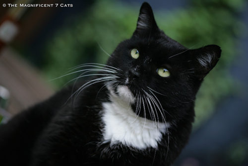 Tough Guy Cat: Meet Rocky from The Magnificent 7: Britain’s Most Famous ...