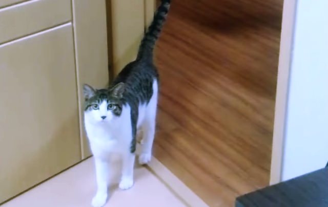 Obedient Cat Comes Running Every Time Dad Calls Him!