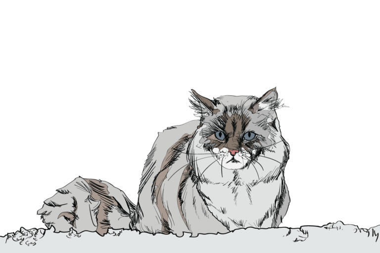 8 Cat Breeds That Love Winter