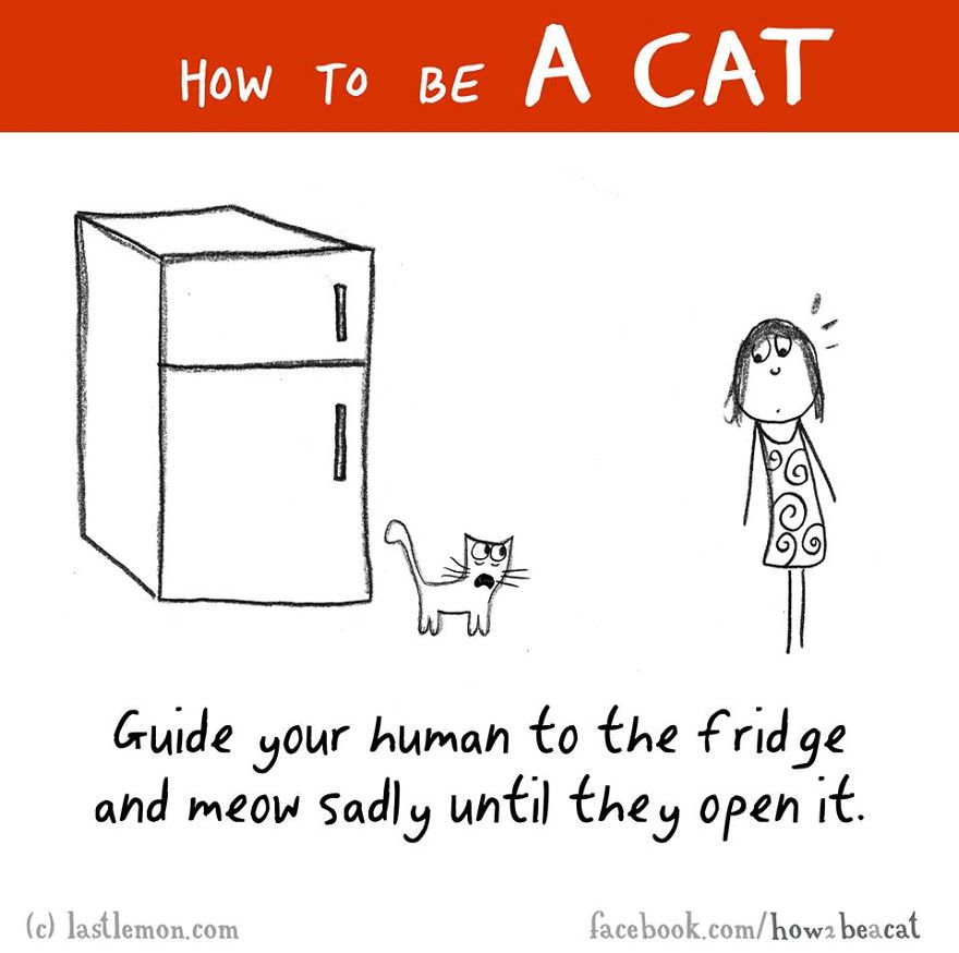 how-to-be-a-cat-funny-illustration-last-lemon-30__880