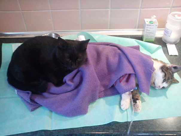 veterinary nurse cat hugs shelter animals radamenes bydgoszcz poland 3