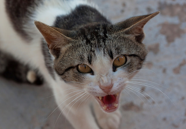 Angry Cat: 14 Signs Your Cat Is Mad at You — Fighting Cats