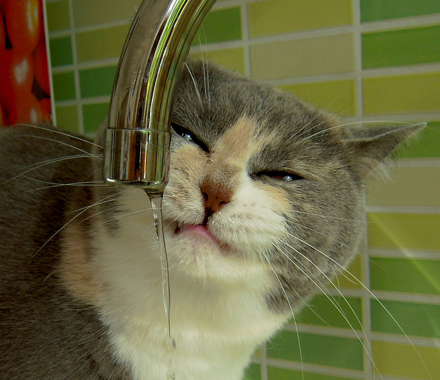 7 Ways To Get Your Cat To Drink More Water