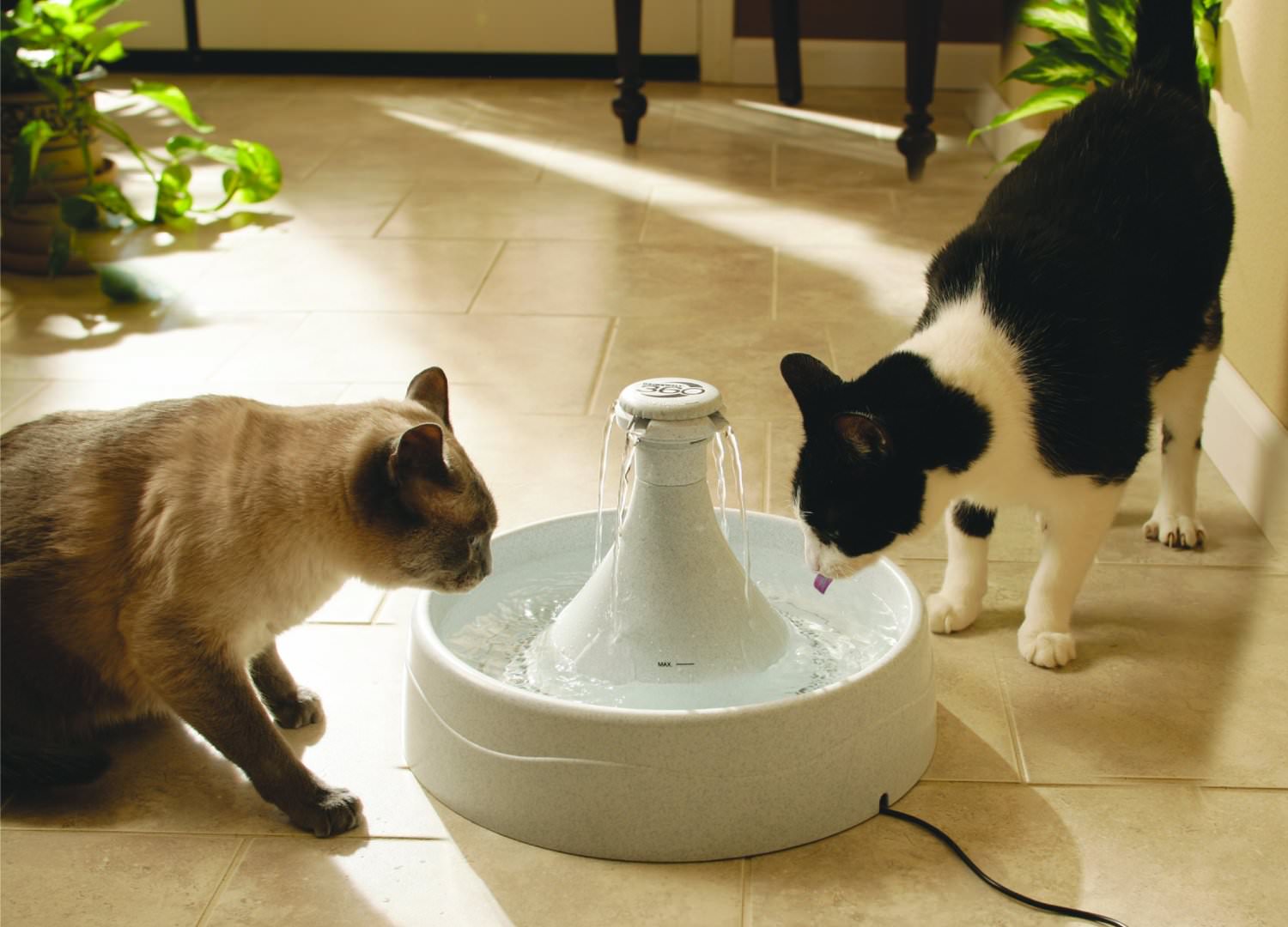 10 Ways to Create the ULTIMATE Cat Paradise in Your Home