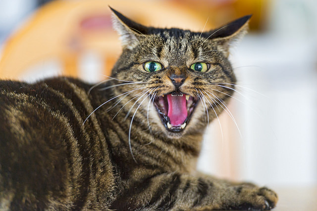 6 Signs Your Cat Is Angry - What to look for in your cat's behavior