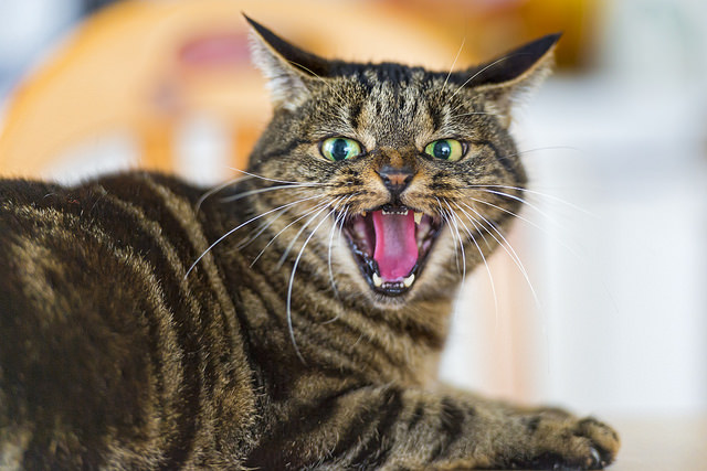 6-signs-your-cat-is-angry-iheartcats