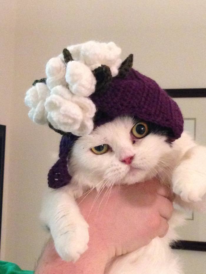 15 Silly Cats Wearing Hats - iHeartCats.com