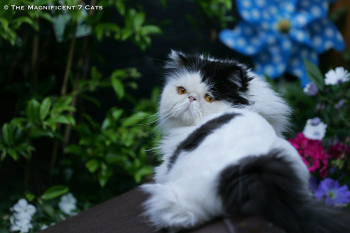 NORMAN for iheartcats 10 Aug 2015 Norman on Kennel-2 2