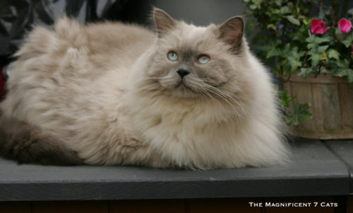 Magnificent Ragdoll: Meet Prince from The Magnificent 7 Cats