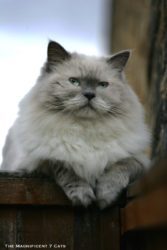 Magnificent Ragdoll: Meet Prince from The Magnificent 7 Cats