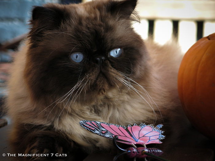 Tom iheart 3 Aug 2015 Tom butterfly and pumpkin