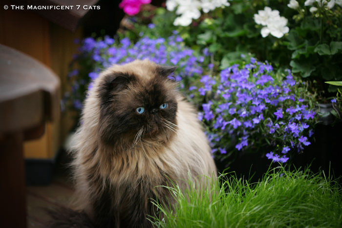 Tom iheart 3 Aug 2015 Tom near grass