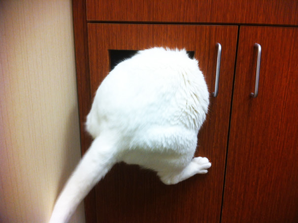 XX-Cats-going-to-the-vet-__605