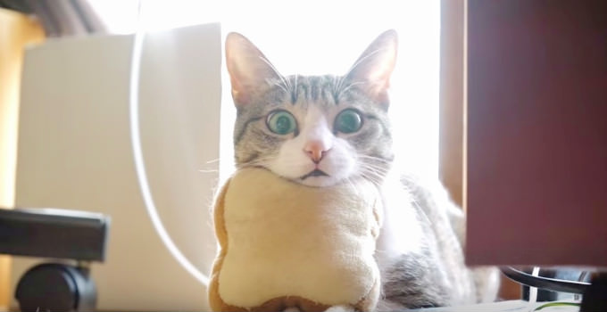 Silly Cat And Her Bread Pillow--Watch What She Does With It!