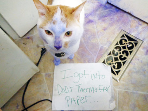 12 Guilty Cats Going Public With Their Crimes