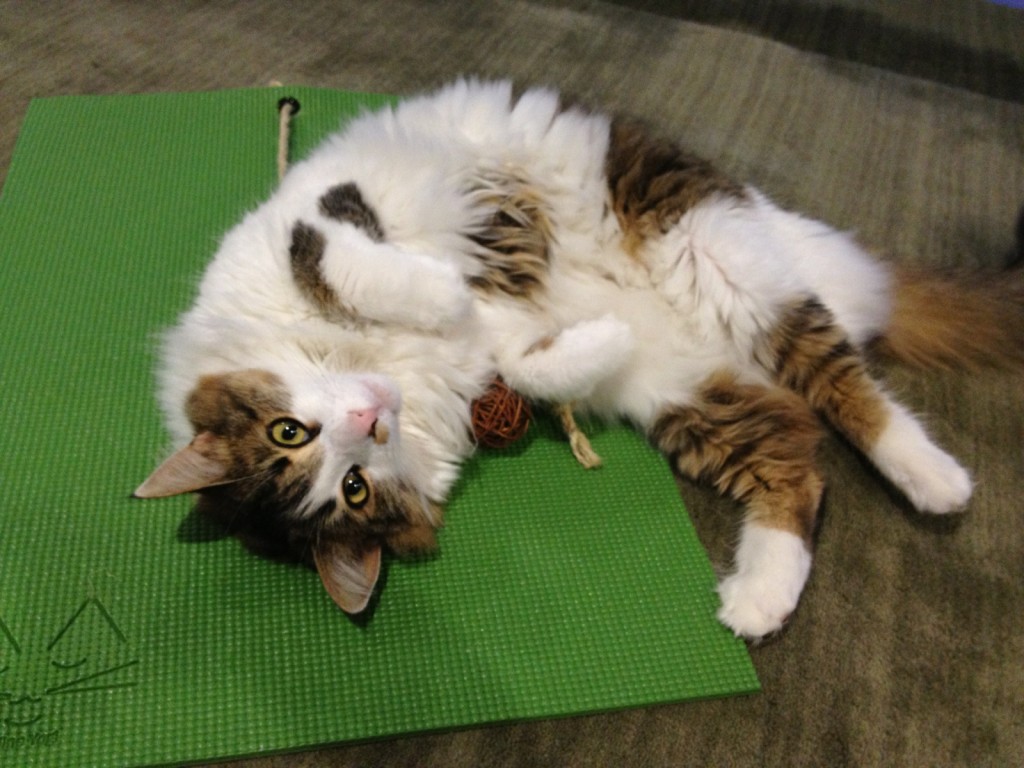 Image source: Feline Yogi