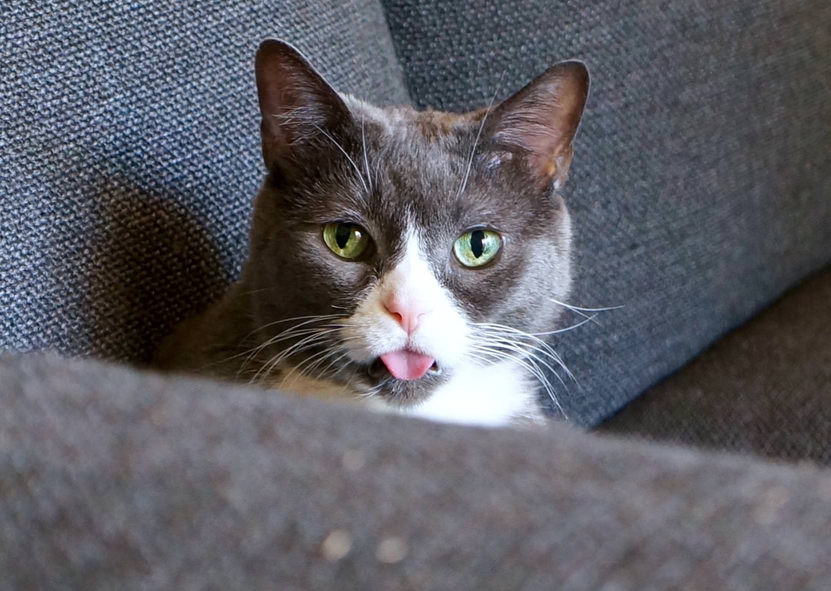 15 Cat Bleps We Just Can't Handle