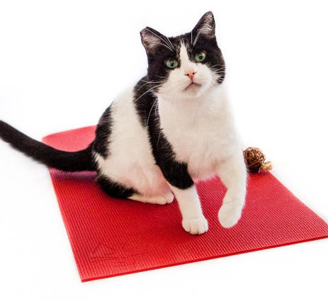 Image source: Feline Yogi