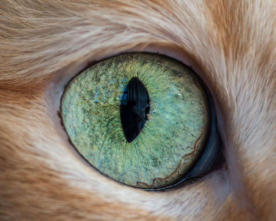 15-Macro-Shots-of-Cat-Eyes5