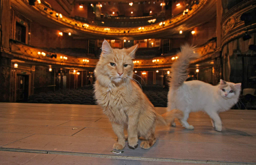 Mandatory Credit: Photo by Photo By Alex Lentati/Evening Standard/Rex/REX USA (720284a) Bob Right Missed A Vital Cue When He Understudied An Ailing Jasper Left As Holly Golightly?s Cat In Breakfast At Tiffany?s At The Theatre Royal Haymarket. Cats At The Theatre Royal Haymarket Jasper And Bob (white) Bob Right Missed A Vital Cue When He Understudied An Ailing Jasper Left As Holly Golightly?s Cat In Breakfast At Tiffany?s At The Theatre Royal Haymarket. Cats At The Theatre Royal Haymarket Jasper And Bob (white)