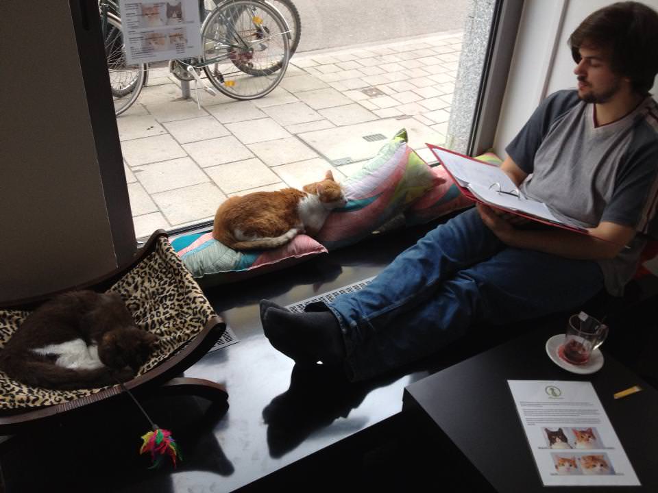  Cat  Cafes  Around the World iHeartCats com