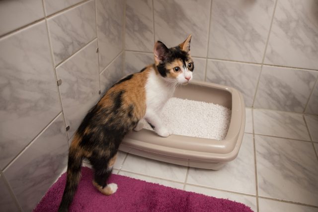 Cat litter box in bathroom