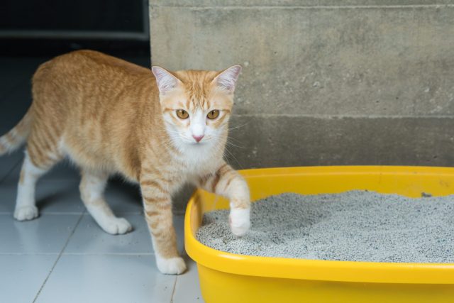Cat with paw in litter box