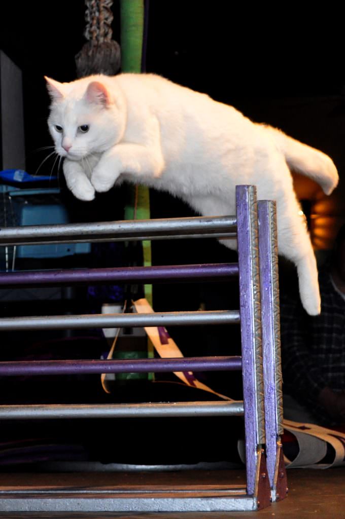 Image source: Lisa Rogak / Amazing Acro Cats/Samantha Martin 