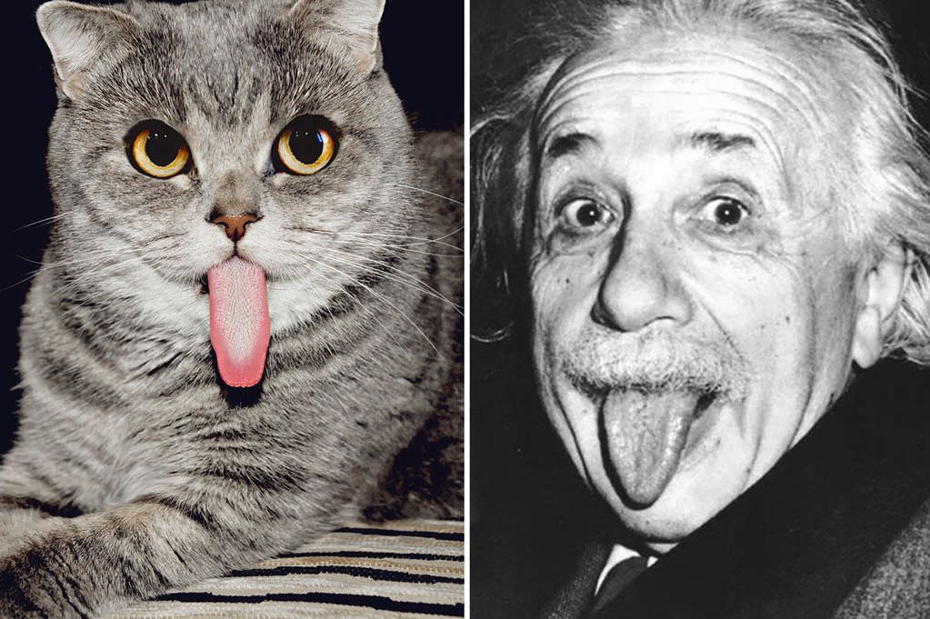PAY-Einstein-cat-main