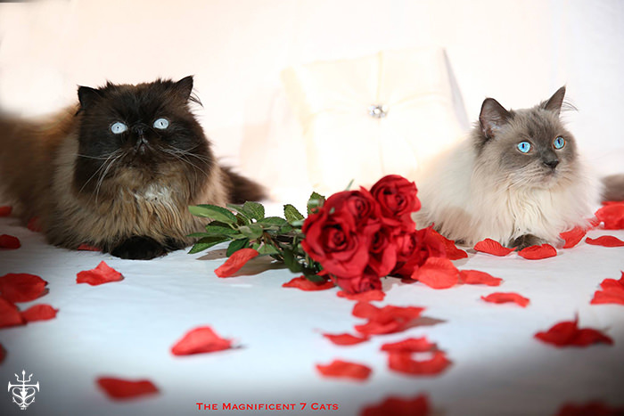 Tom and Pixie roses for iheartcats Sep 2015