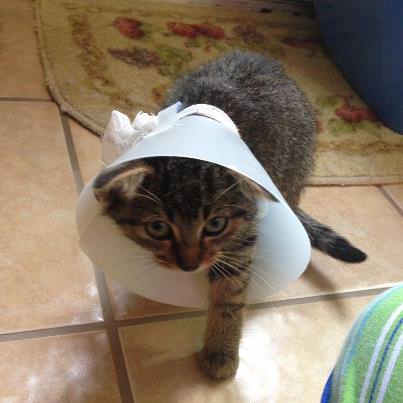 18 Cats Who Are Seriously Regretting Their Ideas | iHeartCats.com