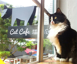  Cat  Cafes Around the World