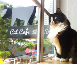  Cat  Cafes  Around the World