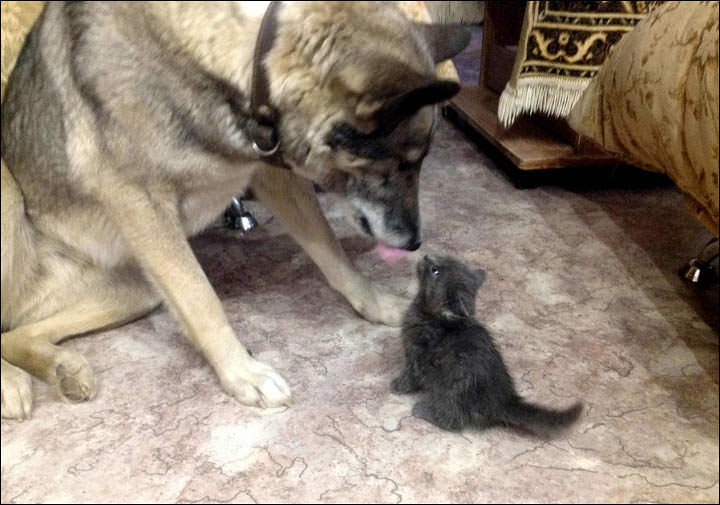 kitten and dog