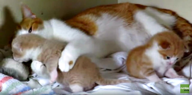 Precious Moment Captured As Mother Cat Hugs Her Two Kittens