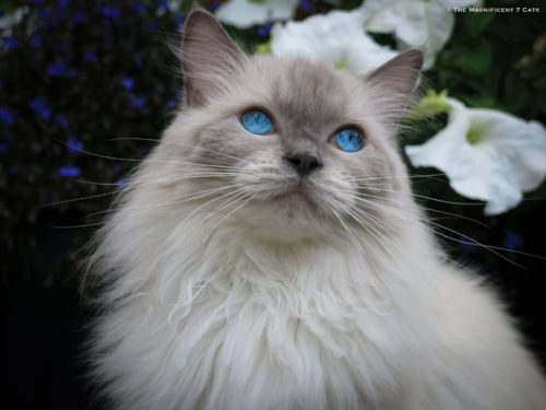 Magnificent Monday: More From The Mag 7 Cats