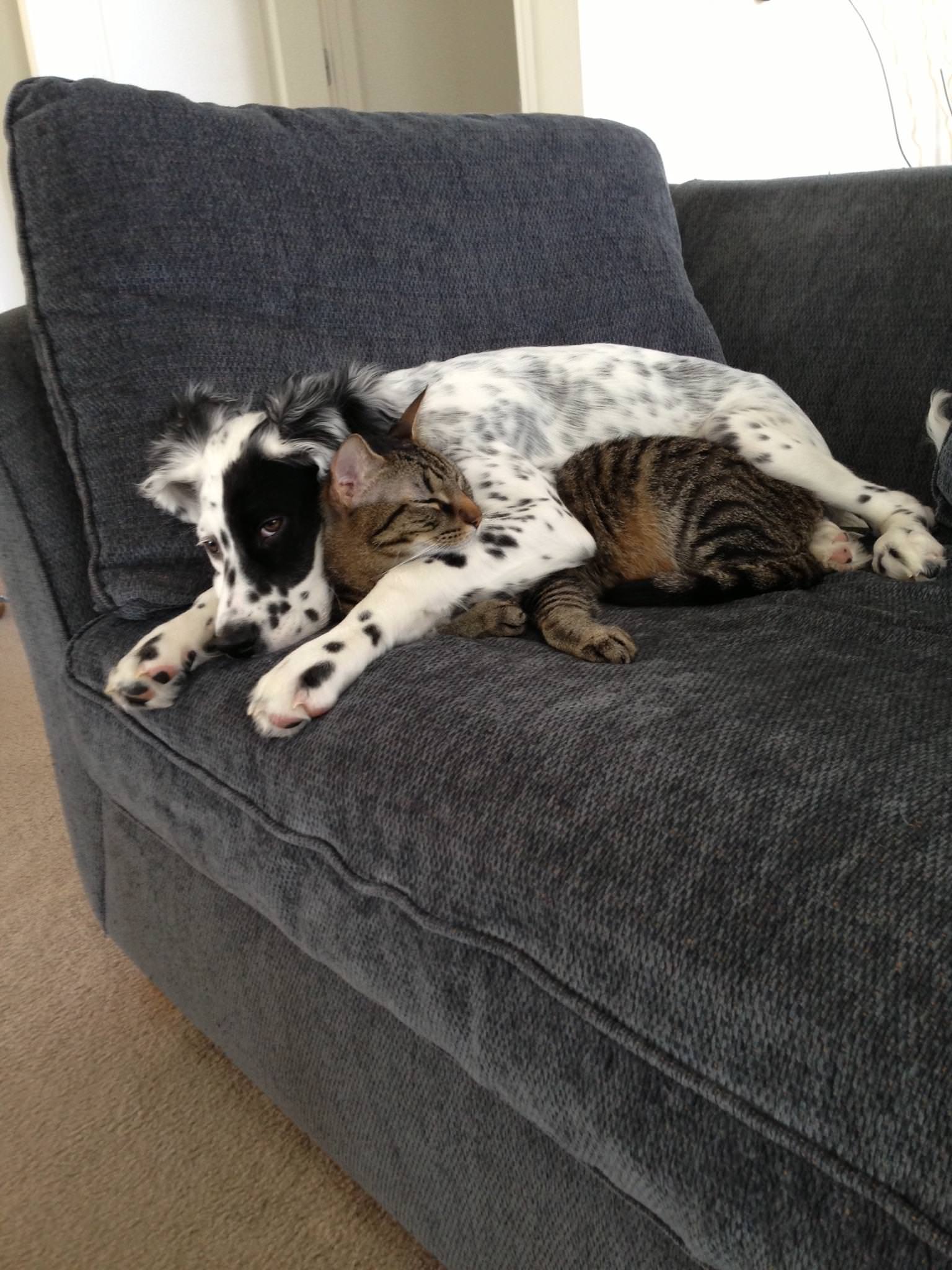 15 Cats Who Secretly Love Their Dogs