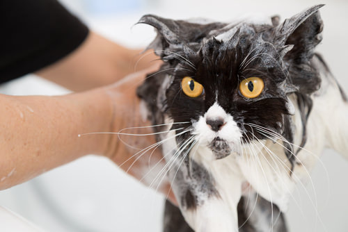 Ask A Vet: What Should I Know About Bathing Cats?