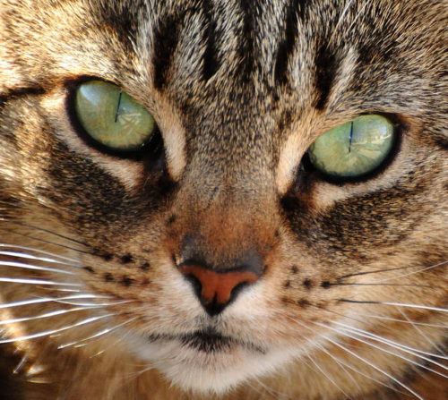 Litter Box Problems vs. Territorial Marking: Decode Your Cat's Smelly ...