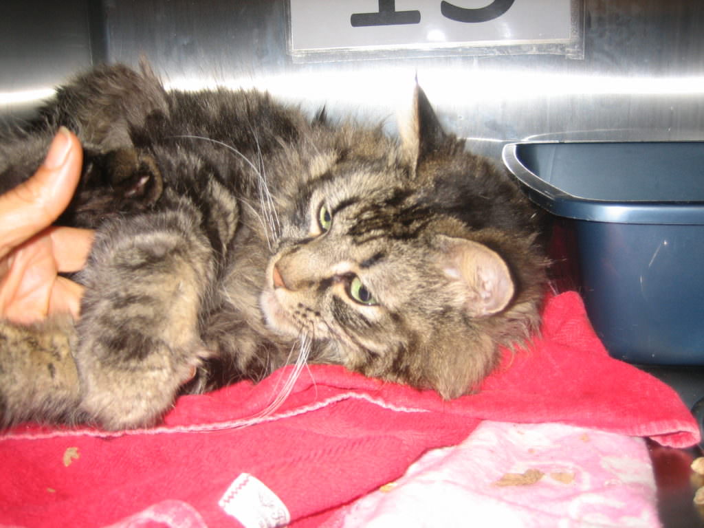 One of the cats in the "positive" group getting a massage. Image source: Dr. Nadine Gourkow 