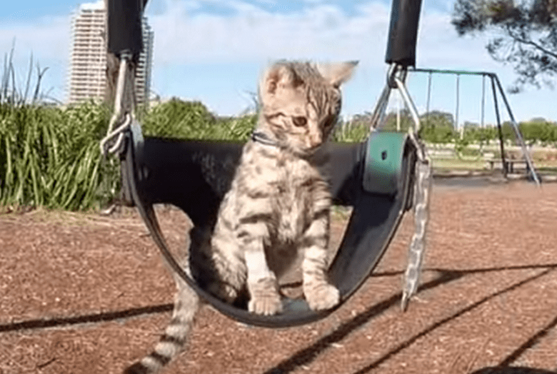 This Kitten In A Swing Is the Cutest Thing You Will See All Week