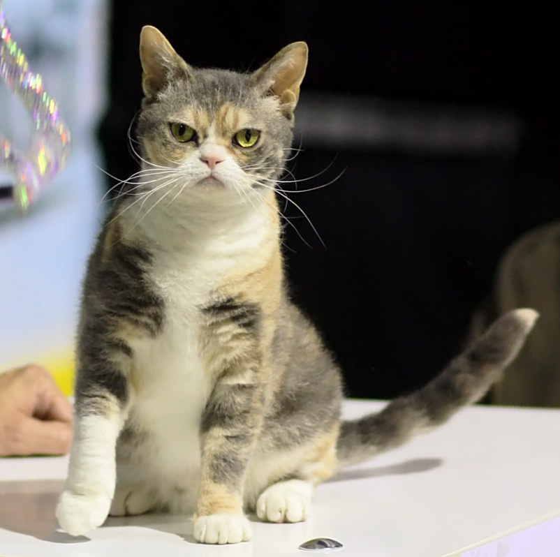 Image source: "American Wirehair - CFF cat show Heinola 2008-05-04 IMG 8721" by Heikki Siltala - http://www.heikkisiltala.com/galleries/20080504heinola/0071.html. Licensed under CC BY 3.0 via Commons