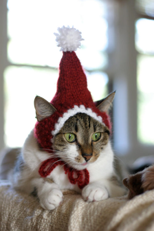Cats In Hats – The PURRFECT Cold Weather Hobby!