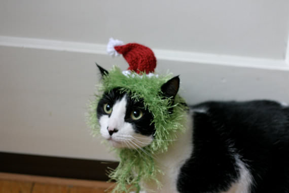 Cats In Hats – The PURRFECT Cold Weather Hobby! | iHeartCats.com